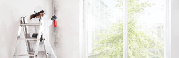 Professional Mold Removal in Ithaca, MI
